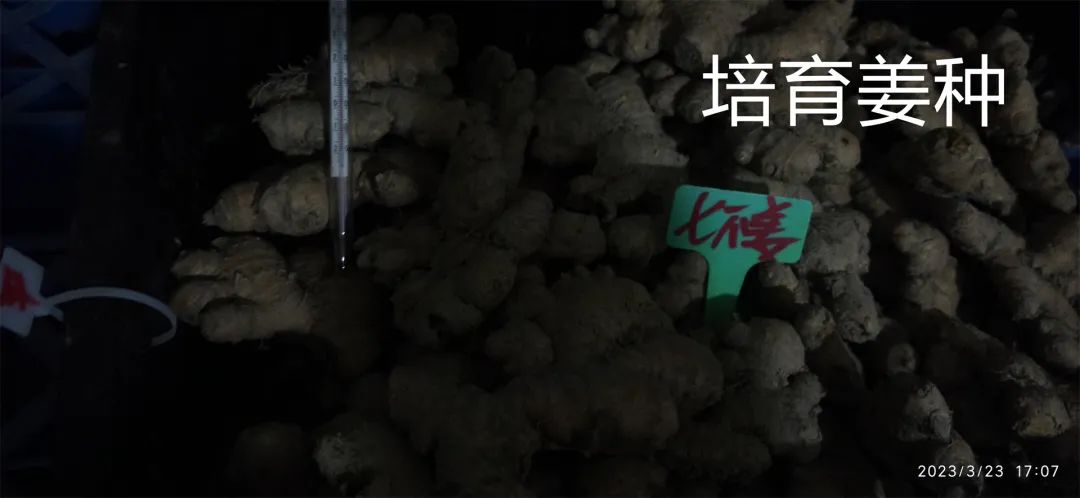 生姜养生-撸起袖子,家庭盆栽及庭院种姜了..薑有佛心 孝道,家庭种姜“富贵竹” 。预定七不姜种、普通姜种、种姜指导 生姜养生-撸起袖子,家庭盆栽及庭院种姜了..薑有佛心 孝道,家庭种姜“富贵竹” 。预定七不姜种、普通姜种、种姜指导