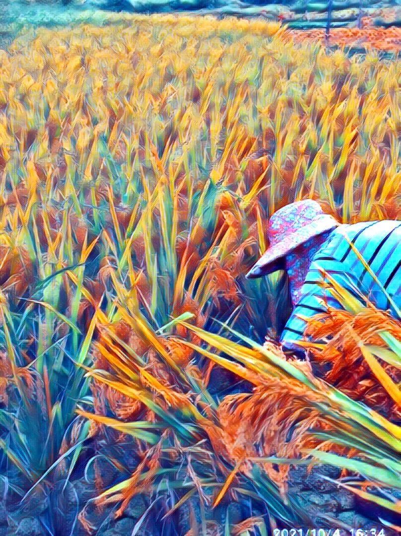 *╭︎( ˙º˙)╯︎*七不水稻秋收 明安农业田园油画展!我们是不是该知足 珍惜一切 就算没有拥有.... *╭︎( ˙º˙)╯︎*七不水稻秋收 明安农业田园油画展!我们是不是该知足 珍惜一切 就算没有拥有....