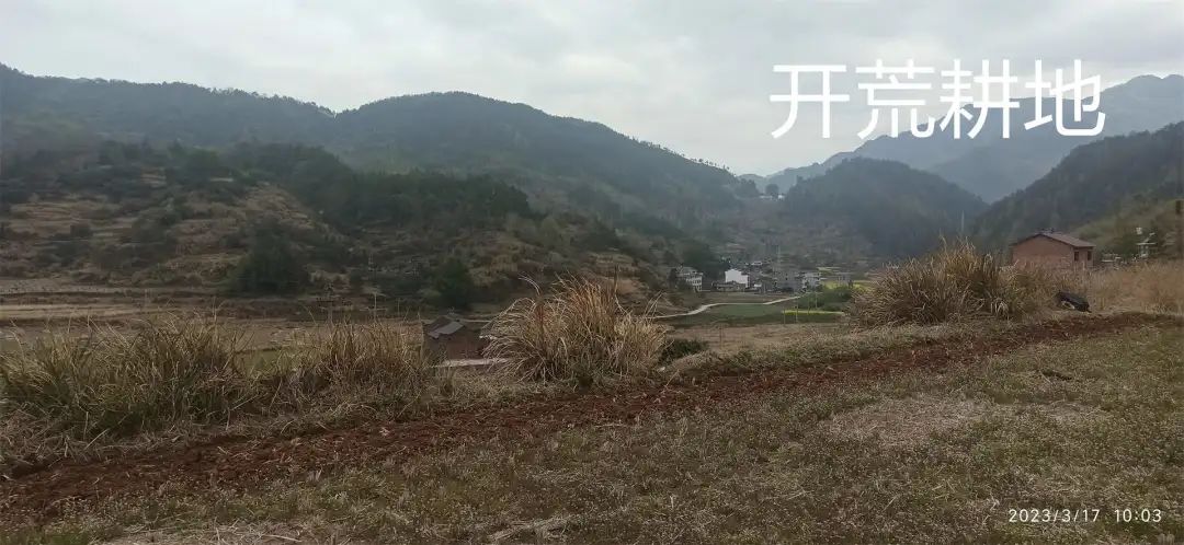 生姜养生-撸起袖子,家庭盆栽及庭院种姜了..薑有佛心 孝道,家庭种姜“富贵竹” 。预定七不姜种、普通姜种、种姜指导 生姜养生-撸起袖子,家庭盆栽及庭院种姜了..薑有佛心 孝道,家庭种姜“富贵竹” 。预定七不姜种、普通姜种、种姜指导