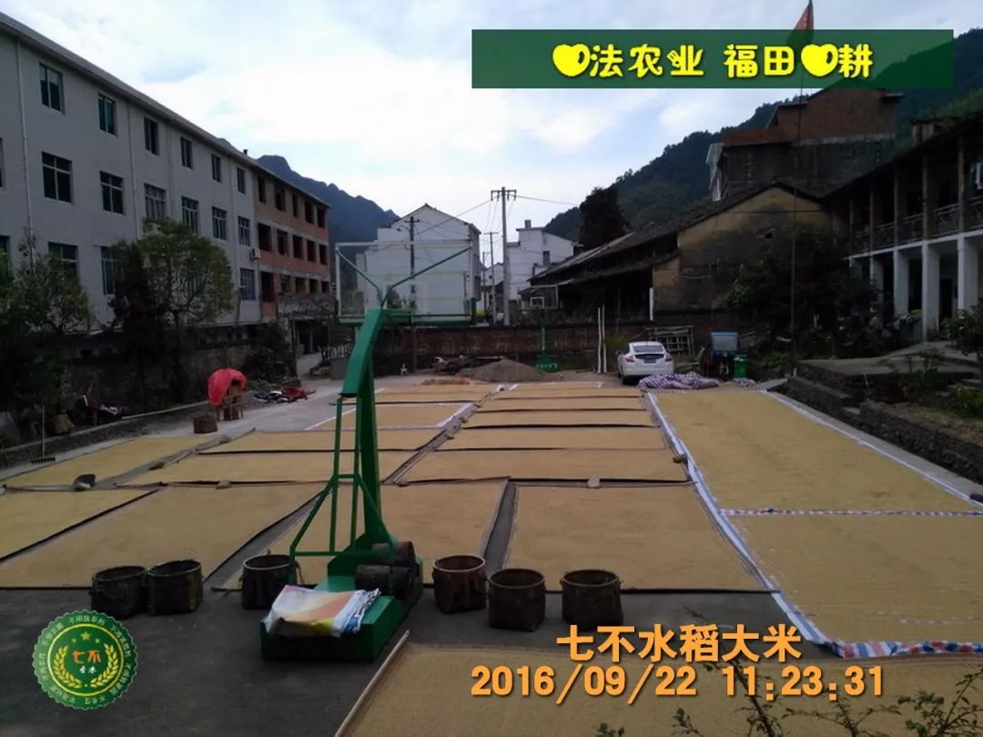 七不红米水稻9月11日上市现货销售-新米限时特惠 家庭大米专场:红米/糯米/ 黑米/泰两优217/中浙优H7 品种多质量优 七不红米水稻9月11日上市现货销售-新米限时特惠 家庭大米专场:红米/糯米/ 黑米/泰两优217/中浙优H7 品种多质量优