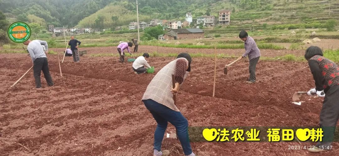 2023年4月-5月 七不姜春播图!家庭厨房生姜如何去皮切片 七不姜5月促销优惠劵 2023年4月-5月 七不姜春播图!家庭厨房生姜如何去皮切片 七不姜5月促销优惠劵