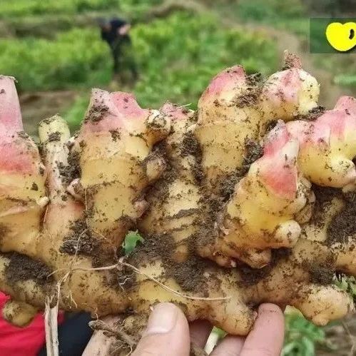 首发：世界各国吃姜名菜谱-印度、巴基斯坦、英国、土耳其、日本、越南，还有乌克兰人是如何吃姜的？姜使用量最多的国家是哪个国家？-七不姜 生姜养生网-明德CSA生态姜园&明安农业