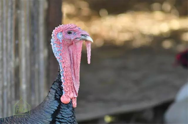 清迈 | 这家开业不久的亲子农庄,太让人动心。 清迈 | 这家开业不久的亲子农庄,太让人动心。