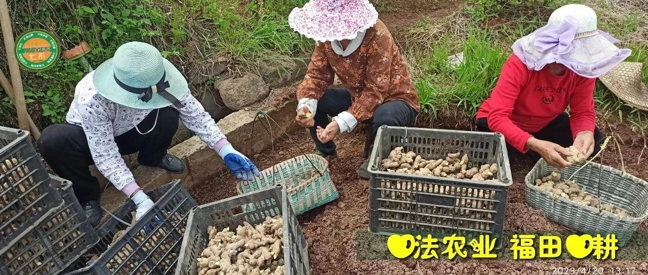 2023年4月-5月 七不姜春耕春播已经顺利完成!春耕图-七不姜 生姜养生网-明德CSA生态姜园&明安农业