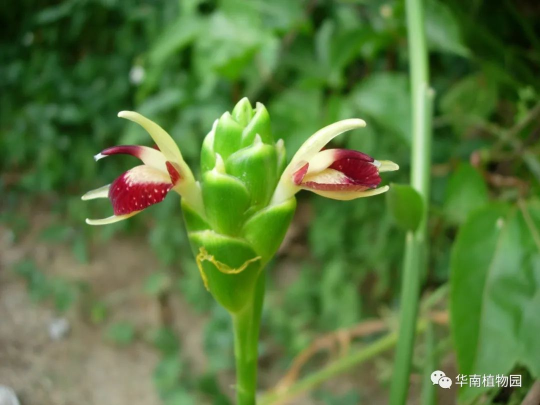 世界最大姜园在广州，带你到植物园看“大莪术”