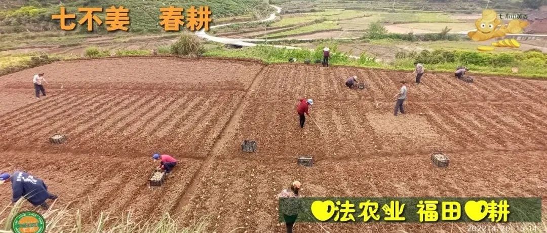 明安农业五月种七不水稻了。六月端午别忘吃粽子。买糯米要七不种植的...自然生态超越有机！七不姜优惠发劵-七不姜 生姜养生网-明德CSA生态姜园&明安农业
