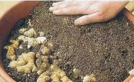 撸起袖子种姜了!家庭农场 盆栽种姜 撸起袖子种姜了!家庭农场 盆栽种姜