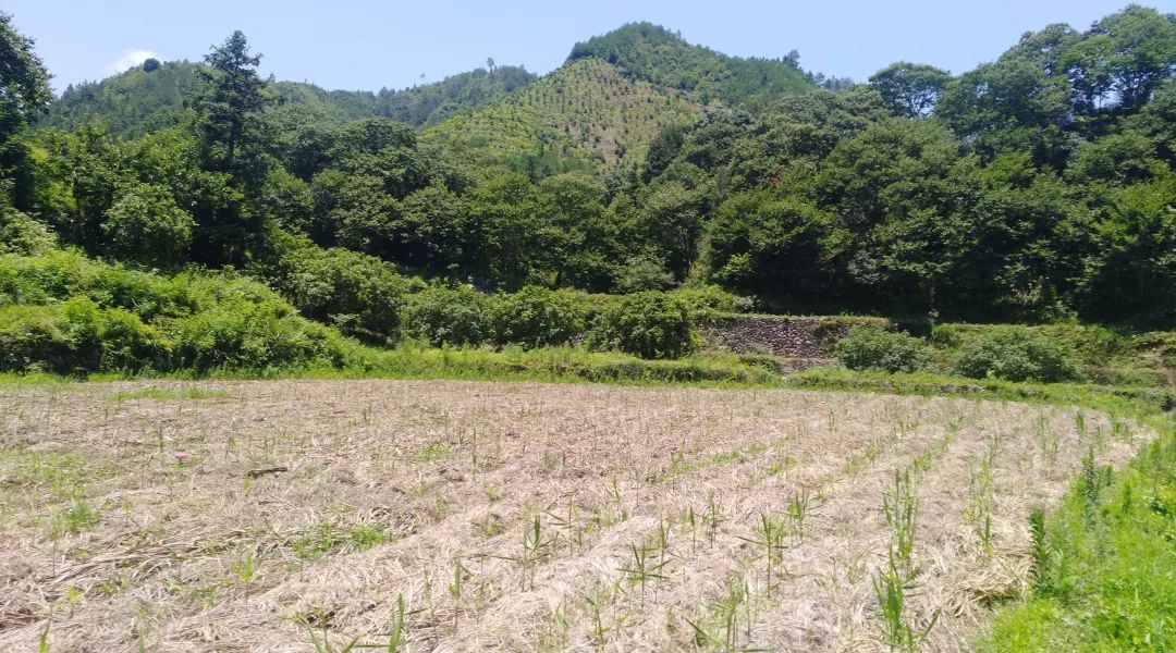 (●'◡'●)6月庆祝春播春种顺利完成! 姜膏姜油 端午糯米 会员积分换购特惠 ,2023预售大米 会员折上折 6.18折 (●'◡'●)6月庆祝春播春种顺利完成! 姜膏姜油 端午糯米 会员积分换购特惠 ,2023预售大米 会员折上折 6.18折