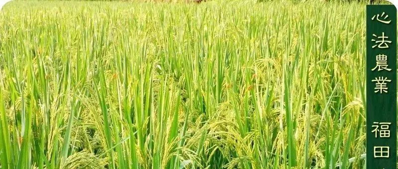 七不红米水稻9月11日上市现货销售-新米限时特惠 家庭大米专场:红米/糯米/ 黑米/泰两优217/中浙优H7 品种多质量优 七不红米水稻9月11日上市现货销售-新米限时特惠 家庭大米专场:红米/糯米/ 黑米/泰两优217/中浙优H7 品种多质量优