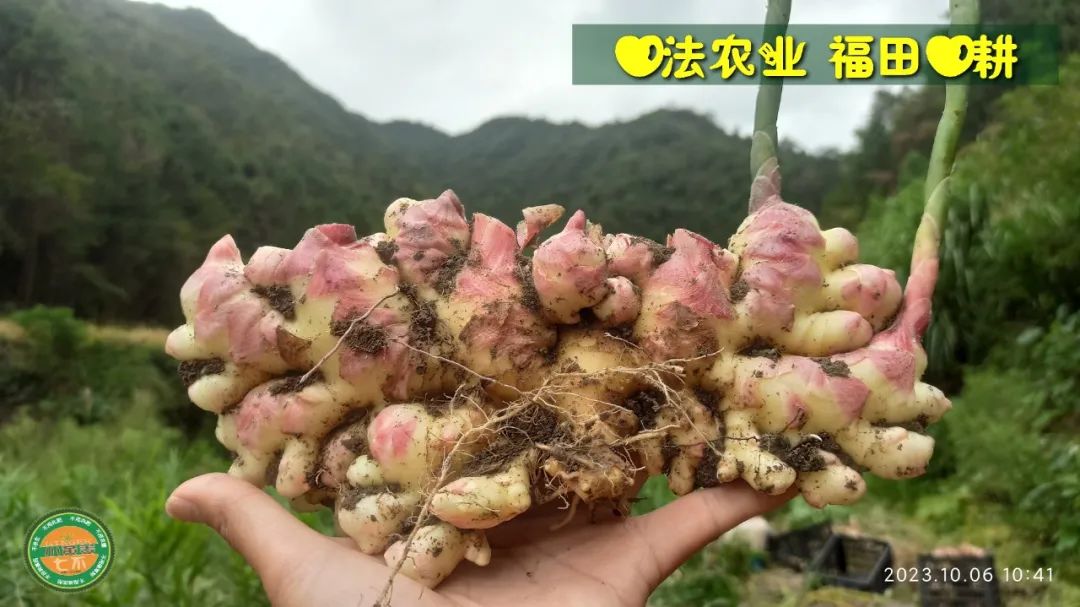 双11活动 特惠套装 浙江仙居 七不小黄姜 鲜姜 新上市 现发 生态自然 明安心法农业 双11活动 特惠套装 浙江仙居 七不小黄姜 鲜姜 新上市 现发 生态自然 明安心法农业