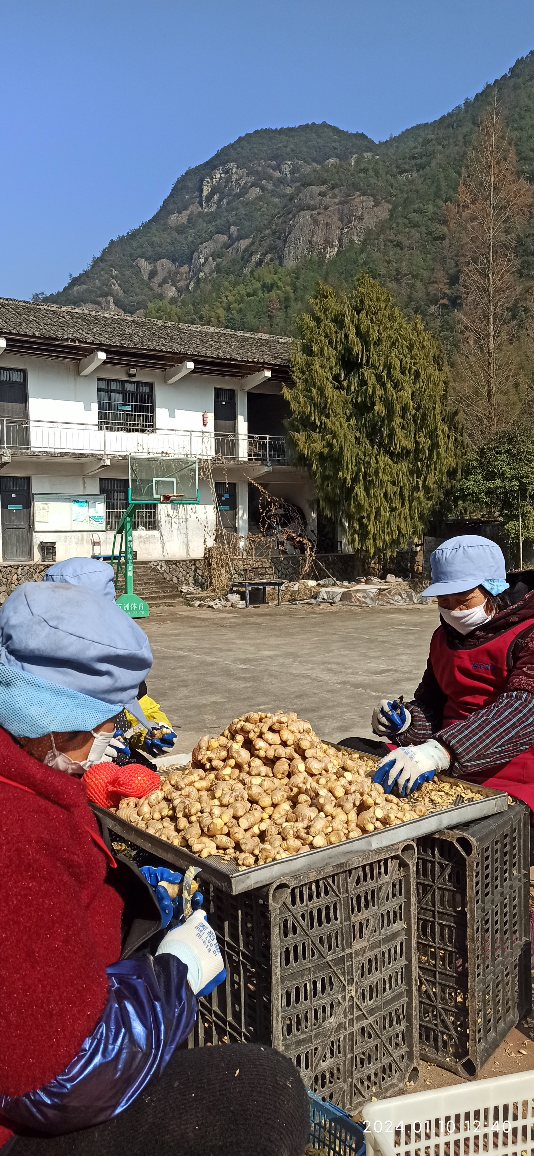明德CSA生态姜园 - 一个革新的农业未来!尊敬的未来合伙人,诚挚邀请您成为七不姜姜园的股东合伙人.... 明德CSA生态姜园 - 一个革新的农业未来!尊敬的未来合伙人,诚挚邀请您成为七不姜姜园的股东合伙人....