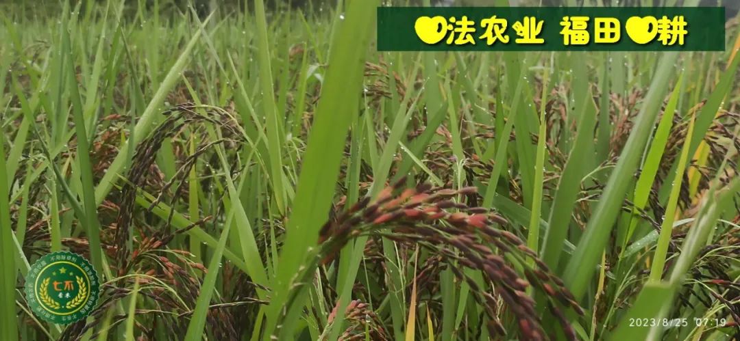 中秋国庆 七不姜赞歌-浙江仙居 七不小黄姜 鲜嫩姜 新鲜 上市现采现发;秋收水稻大米预售特惠 送七不自酿会员定制白酒中秋赠品 中秋国庆 七不姜赞歌-浙江仙居 七不小黄姜 鲜嫩姜 新鲜 上市现采现发;秋收水稻大米预售特惠 送七不自酿会员定制白酒中秋赠品