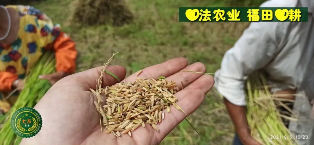 七不红米水稻9月11日上市现货销售-新米限时特惠 家庭大米专场:红米/糯米/ 黑米/泰两优217/中浙优H7 品种多质量优 七不红米水稻9月11日上市现货销售-新米限时特惠 家庭大米专场:红米/糯米/ 黑米/泰两优217/中浙优H7 品种多质量优