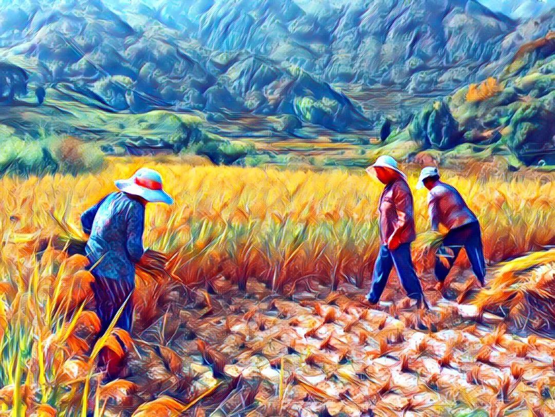 *╭︎( ˙º˙)╯︎*七不水稻秋收 明安农业田园油画展!我们是不是该知足 珍惜一切 就算没有拥有.... *╭︎( ˙º˙)╯︎*七不水稻秋收 明安农业田园油画展!我们是不是该知足 珍惜一切 就算没有拥有....