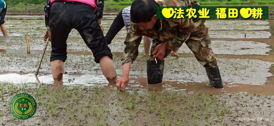 七不红米水稻9月11日上市现货销售-新米限时特惠 家庭大米专场:红米/糯米/ 黑米/泰两优217/中浙优H7 品种多质量优 七不红米水稻9月11日上市现货销售-新米限时特惠 家庭大米专场:红米/糯米/ 黑米/泰两优217/中浙优H7 品种多质量优