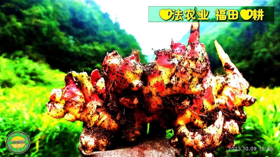 双11活动!庆祝七不姜秋收! 浙江仙居 七不小黄姜 鲜姜 新上市!扫描入群领取 双11特享 七不姜 群友 优惠券11元 双11活动!庆祝七不姜秋收! 浙江仙居 七不小黄姜 鲜姜 新上市!扫描入群领取 双11特享 七不姜 群友 优惠券11元