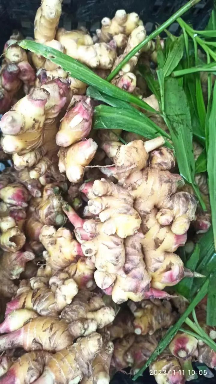 双11活动!庆祝七不姜秋收! 浙江仙居 七不小黄姜 鲜姜 新上市!扫描入群领取 双11特享 七不姜 群友 优惠券11元 双11活动!庆祝七不姜秋收! 浙江仙居 七不小黄姜 鲜姜 新上市!扫描入群领取 双11特享 七不姜 群友 优惠券11元