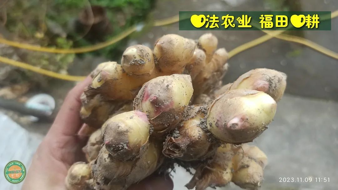 双11活动!庆祝七不姜秋收! 浙江仙居 七不小黄姜 鲜姜 新上市!扫描入群领取 双11特享 七不姜 群友 优惠券11元 双11活动!庆祝七不姜秋收! 浙江仙居 七不小黄姜 鲜姜 新上市!扫描入群领取 双11特享 七不姜 群友 优惠券11元