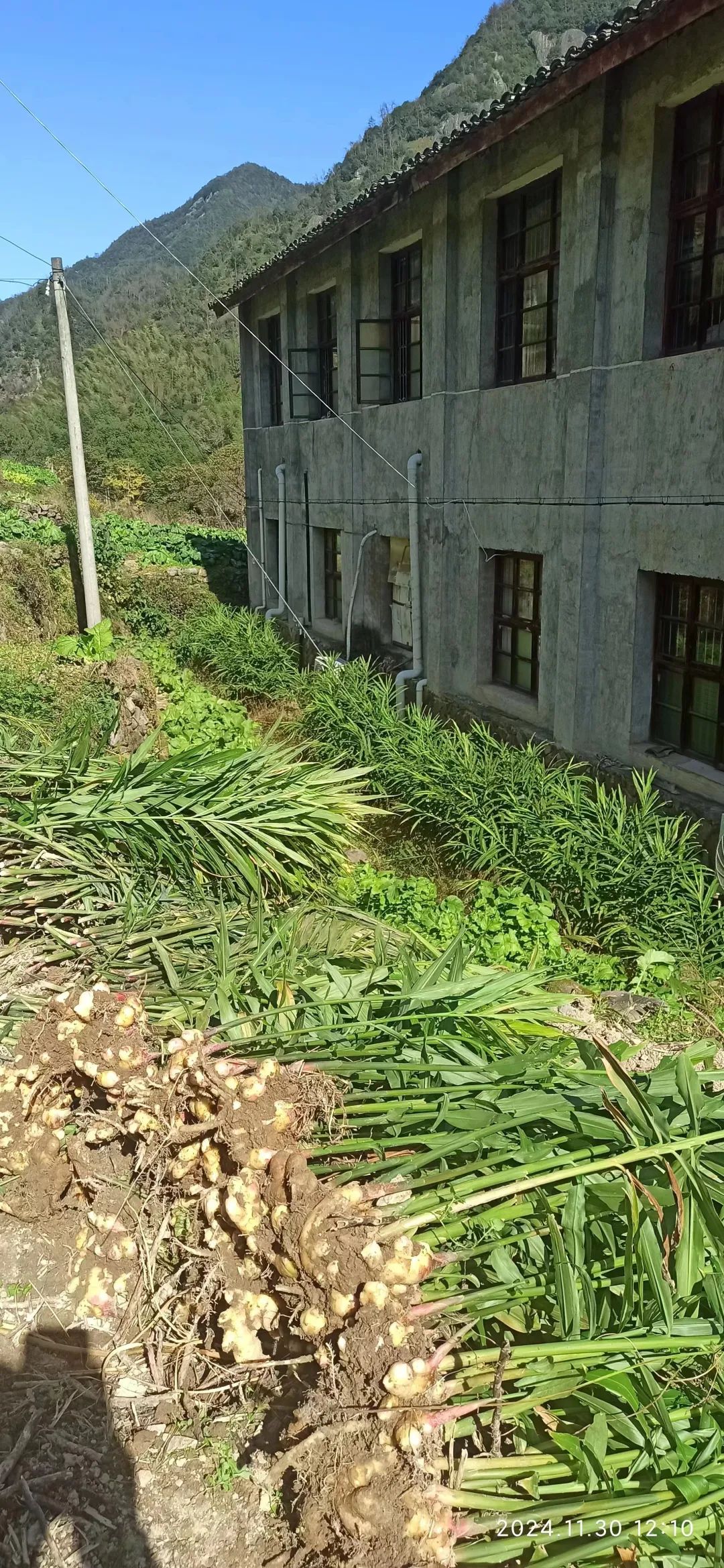 (广告)双12特惠促销 庆祝七不姜秋收完成 (广告)双12特惠促销 庆祝七不姜秋收完成