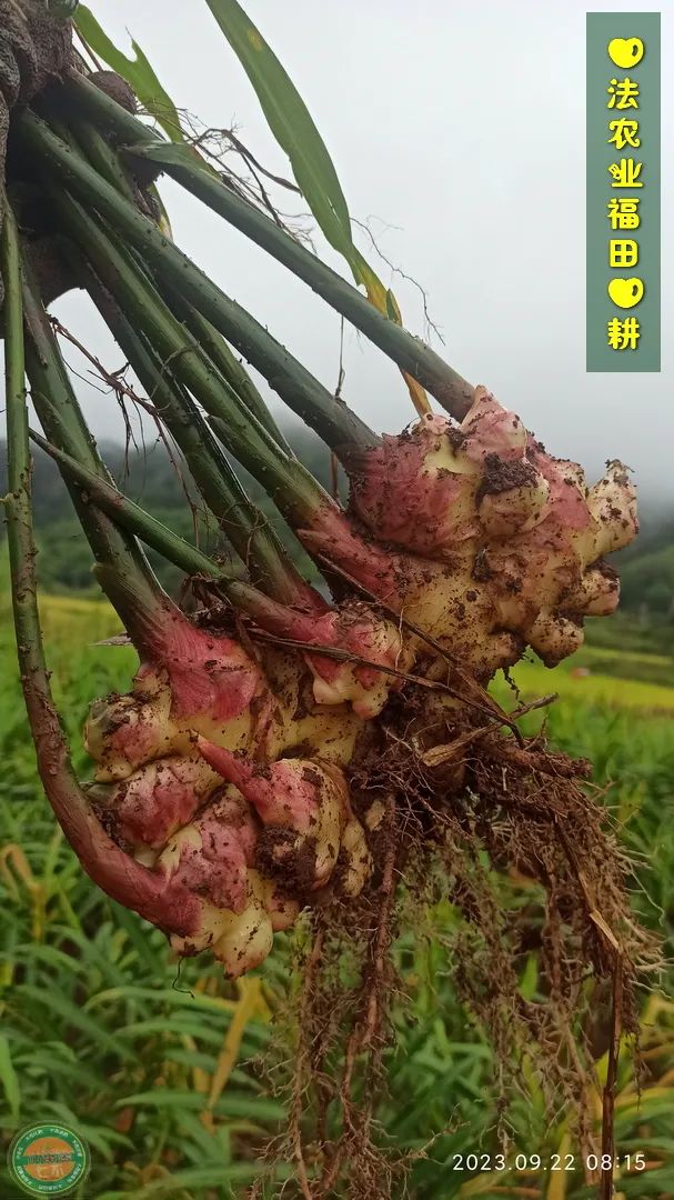 双11活动!庆祝七不姜秋收! 浙江仙居 七不小黄姜 鲜姜 新上市!扫描入群领取 双11特享 七不姜 群友 优惠券11元 双11活动!庆祝七不姜秋收! 浙江仙居 七不小黄姜 鲜姜 新上市!扫描入群领取 双11特享 七不姜 群友 优惠券11元