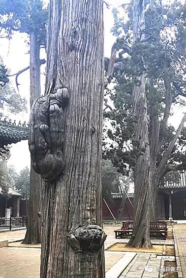 血癌恢复案例后续 血癌恢复案例后续