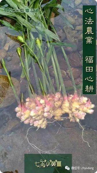 你了解原始点内外热源 姜(薑)的种类和应用吗?鲜姜 土姜 老姜 小黄姜 大姜 姜母 子姜...-七不姜 生姜养生网-明德CSA生态姜园&明安农业